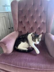Reunited Male Cat last seen Near Caminito Mundo, San Diego, CA 92119, USA, San Diego, CA 92119