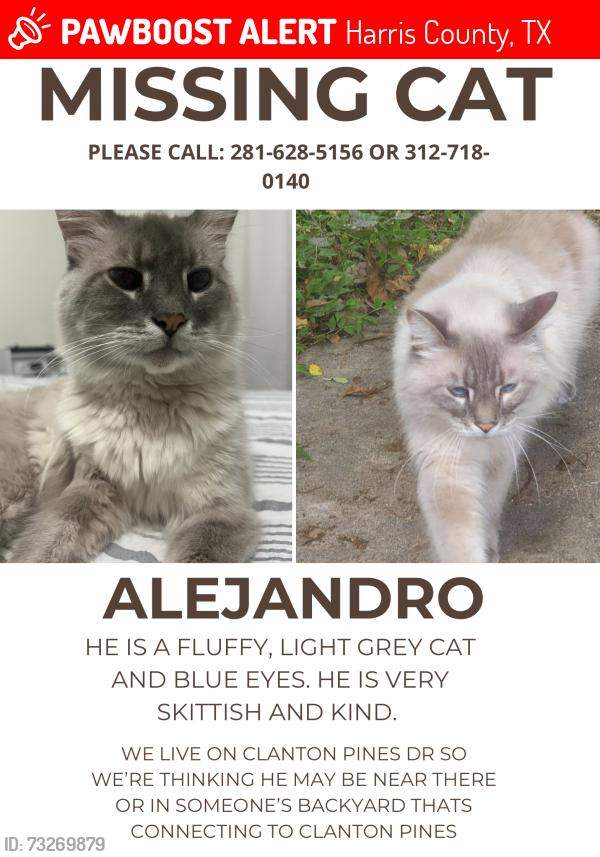 Lost Male Cat last seen Clanton Pines Drive, Harris County, TX 77396