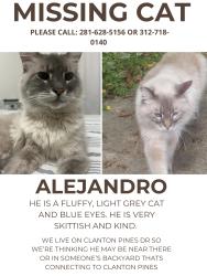 Lost Male Cat last seen Clanton Pines Drive, Harris County, TX 77396