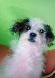 Found/Stray Female Dog last seen Federal hwy and Golf, Boynton Beach, FL 33435