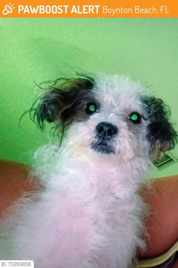 Found/Stray Female Dog last seen Federal hwy and Golf, Boynton Beach, FL 33435