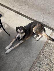 Lost Female Dog last seen Oak Grove High School, San Jose, CA 95136