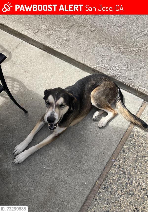 Lost Female Dog last seen Oak Grove High School, San Jose, CA 95136