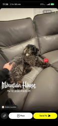 Lost Male Dog last seen Near newhalen st Manteca 95337, Manteca, CA 95337