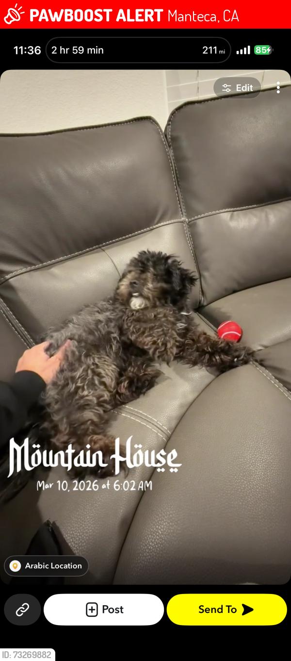 Lost Male Dog last seen Near newhalen st Manteca 95337, Manteca, CA 95337