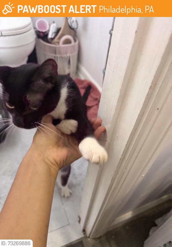 Found/Stray Unknown Cat last seen Near Meridian St Philadelphia, PA 19136, Philadelphia, PA 19136