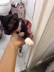 Found/Stray Unknown Cat last seen Near Meridian St Philadelphia, PA 19136, Philadelphia, PA 19136