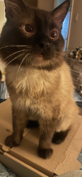 Lost Female Cat last seen Kenny rd and northbroadway, Columbus, OH 43221