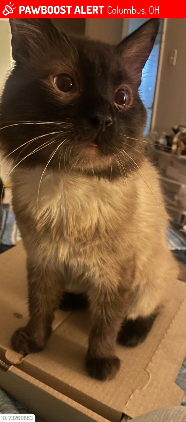 Lost Female Cat last seen Kenny rd and northbroadway, Columbus, OH 43221