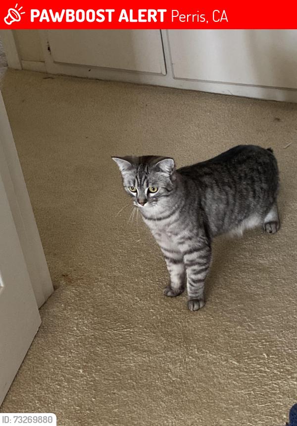 Lost Male Cat last seen Ravenwood and Cable lane, Perris, CA 92570