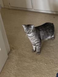 Lost Male Cat last seen Ravenwood and Cable lane, Perris, CA 92570