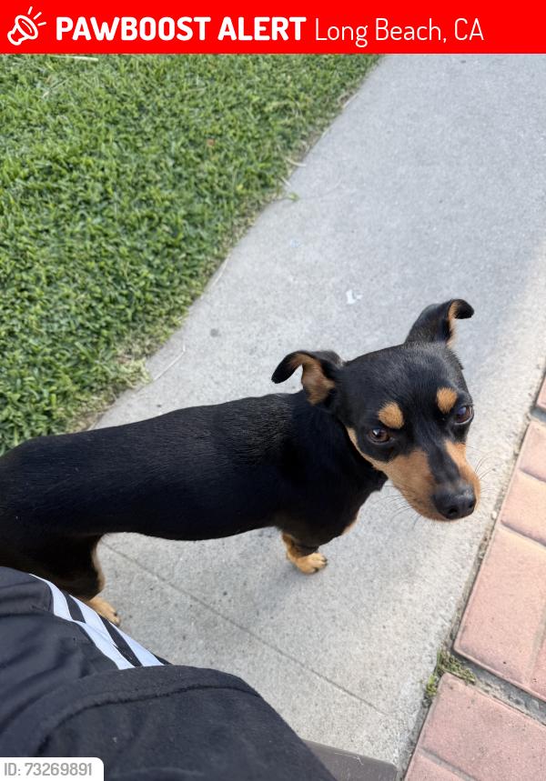 Lost Male Dog last seen Webster, santa fe ave, seabright, willow,, Long Beach, CA 90810
