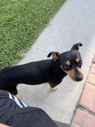 Lost Male Dog last seen Webster, santa fe ave, seabright, willow,, Long Beach, CA 90810