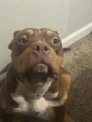 Reunited Female Dog last seen Old Brownsville rd, Memphis, TN 38135