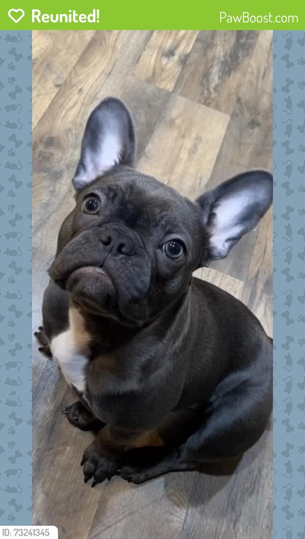 Reunited Female Dog last seen New Dawn Drive, Sacramento, CA 95826