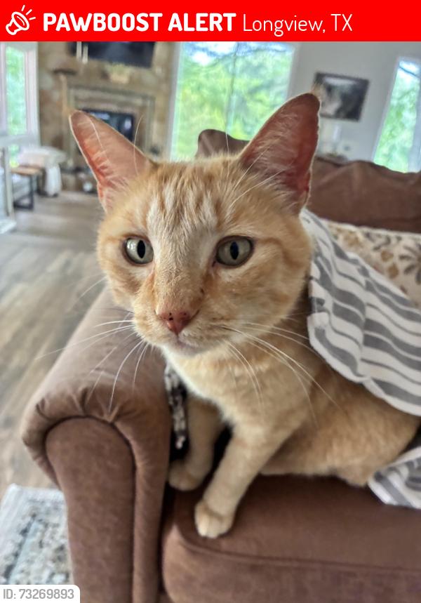 Lost Male Cat last seen George Richey, Longview, TX 75605