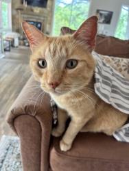 Lost Male Cat last seen George Richey, Longview, TX 75605