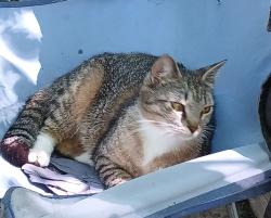 Lost Female Cat last seen Indianola Drive and Monona Derwood Md, Derwood, MD 20855