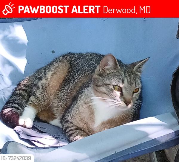Lost Female Cat last seen Indianola Drive and Monona Derwood Md, Derwood, MD 20855