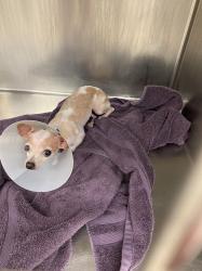 Shelter Stray Female Dog last seen Near Coronado Hills Drive, AUSTIN, TX, 78752, 7201 Levander Loop bldg a, Austin, TX 78702, USA