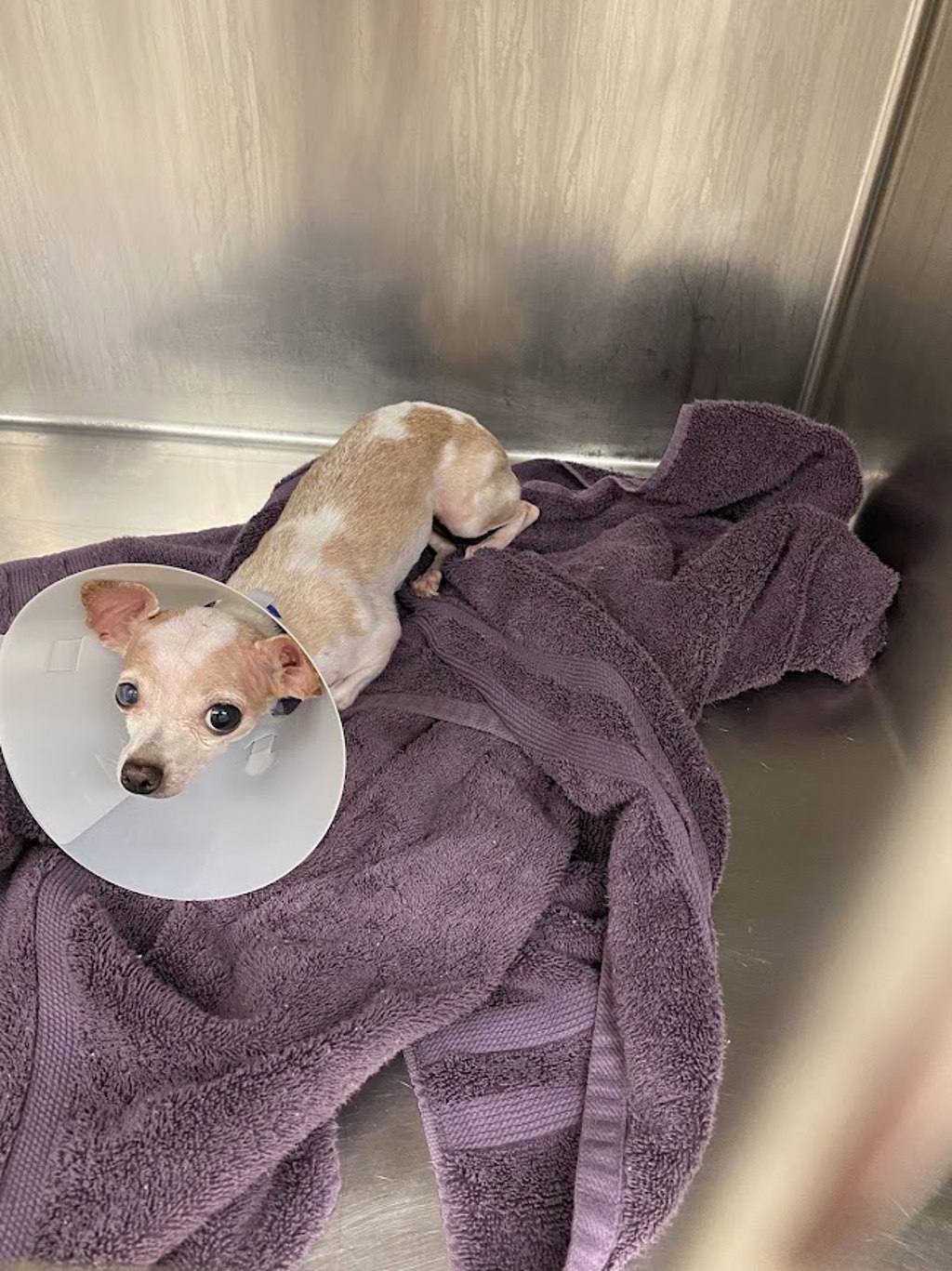 Shelter Stray Female Dog last seen Near Coronado Hills Drive, AUSTIN, TX, 78752, 7201 Levander Loop bldg a, Austin, TX 78702, USA