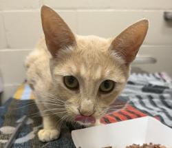 Shelter Stray Female Cat last seen Near E Douglas Avenue, El Cajon, CA, 92020, El Cajon, CA 92020, USA