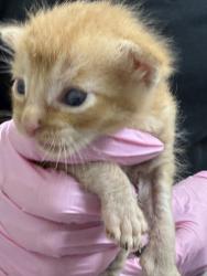 Shelter Stray Female Cat last seen Near E Douglas Avenue, El Cajon, CA, 92020, El Cajon, CA 92020, USA
