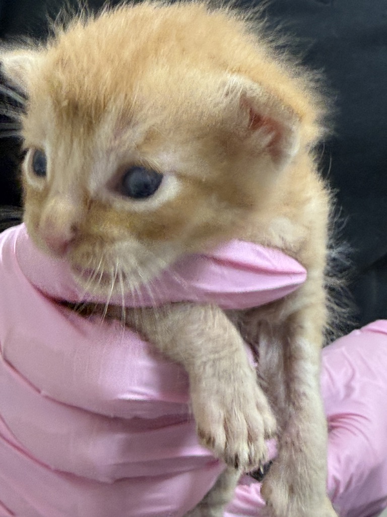 Shelter Stray Female Cat last seen Near E Douglas Avenue, El Cajon, CA, 92020, El Cajon, CA 92020, USA