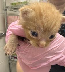 Shelter Stray Male Cat last seen Near E Douglas Avenue, El Cajon, CA, 92020, El Cajon, CA 92020, USA