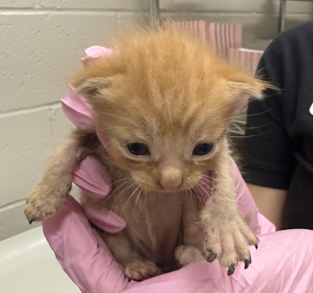 Shelter Stray Female Cat last seen Near E Douglas Avenue, El Cajon, CA, 92020, El Cajon, CA 92020, USA