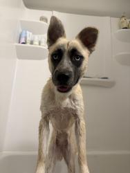 Found/Stray Female Dog last seen The Park apmts, Mobile, AL 36608