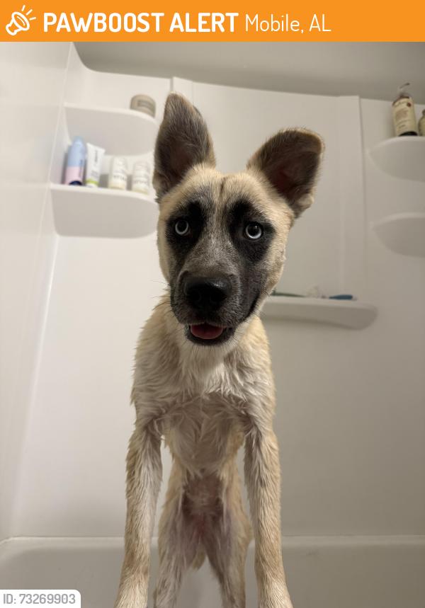 Found/Stray Female Dog last seen The Park apmts, Mobile, AL 36608