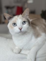 Reunited Female Cat last seen Near N Cedros Ave, Solana Beach, CA 92075, USA, Solana Beach, CA 92075