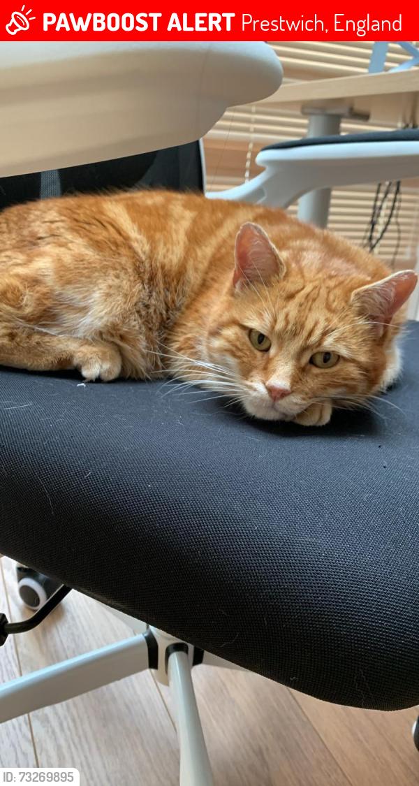 Lost Male Cat last seen Barnhill Road / Butthill Road, Prestwich, England 