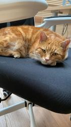 Lost Male Cat last seen Barnhill Road / Butthill Road, Prestwich, England 