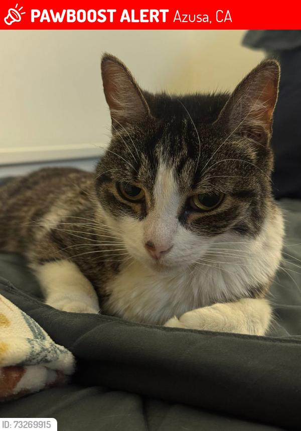 Lost Female Cat last seen Citrus and barranca, Azusa, CA 91702