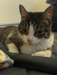 Lost Female Cat last seen Citrus and barranca, Azusa, CA 91702