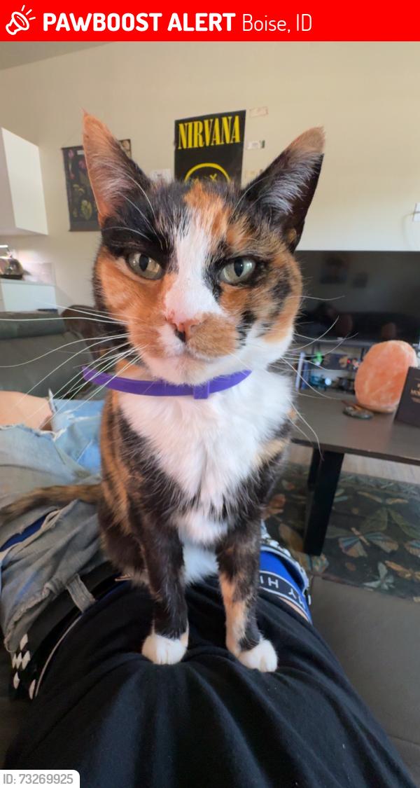 Lost Female Cat last seen Off of ustick between maple grove and five mile, Boise, ID 83704