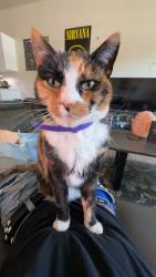 Lost Female Cat last seen Off of ustick between maple grove and five mile, Boise, ID 83704