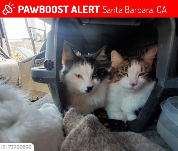 Lost Female Cat last seen Vons Turnpike and Hollister, Santa Barbara, CA 93101