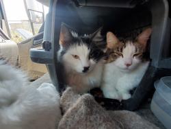 Lost Female Cat last seen Vons Turnpike and Hollister, Santa Barbara, CA 93101