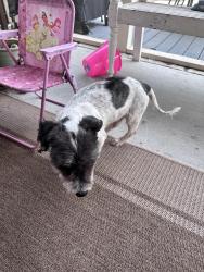 Found/Stray Male Dog last seen Unity street, Businees 85 29/70, Thomasville, NC 27360