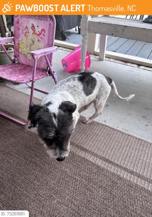 Found/Stray Male Dog last seen Unity street, Businees 85 29/70, Thomasville, NC 27360