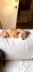 Lost Male Dog last seen Church st and hwy 92, Hiram, GA 30141