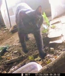 Lost Male Cat last seen Grinnell Drive and Indianola Drive Derwood Md, Derwood, MD 20855