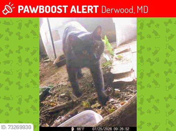 Lost Male Cat last seen Grinnell Drive and Indianola Drive Derwood Md, Derwood, MD 20855