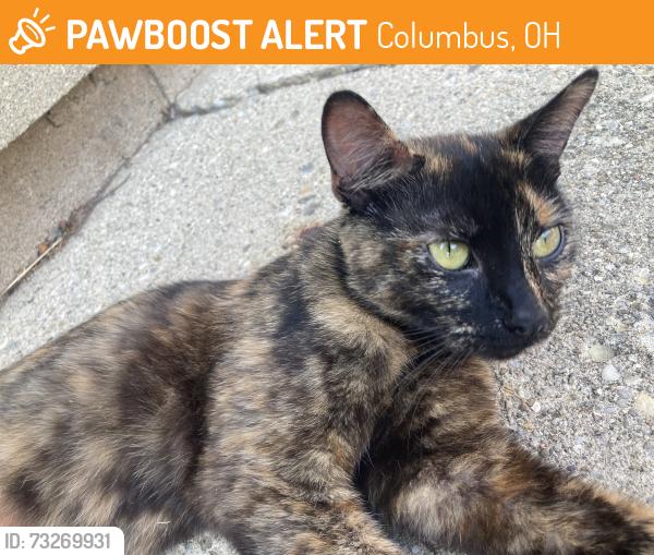Found/Stray Female Cat last seen Kingsford Rd/Eakin Rd Columbus Ohio, Columbus, OH 43204