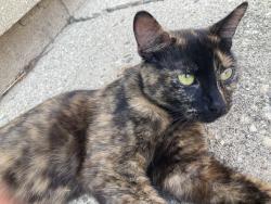 Found/Stray Female Cat last seen Kingsford Rd/Eakin Rd Columbus Ohio, Columbus, OH 43204