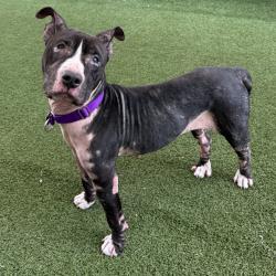 Shelter Stray Female Dog last seen , 3612 11th Ave, Los Angeles, CA 90018, USA