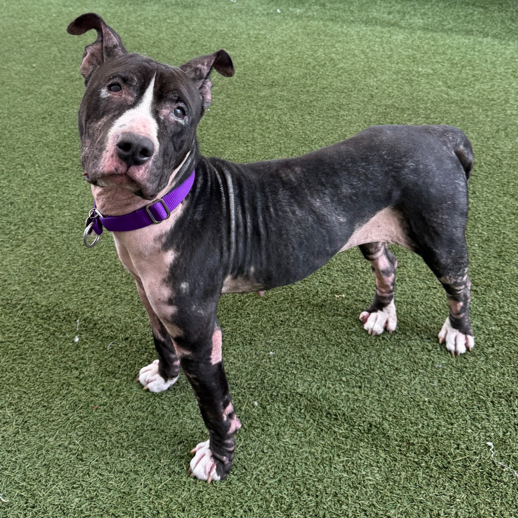 Shelter Stray Female Dog last seen , 3612 11th Ave, Los Angeles, CA 90018, USA